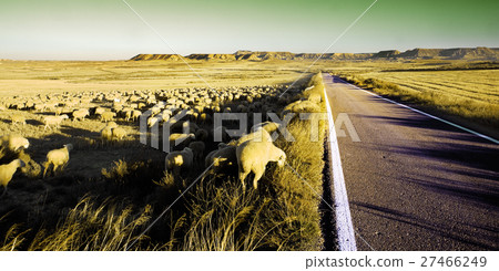 flock of sheep 27466249