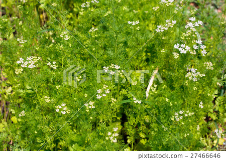 dill plant and flower as agricultural background 27466646