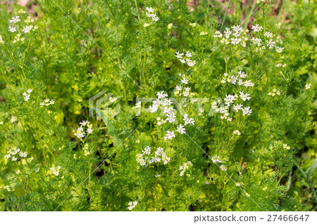 dill plant and flower as agricultural background 27466647