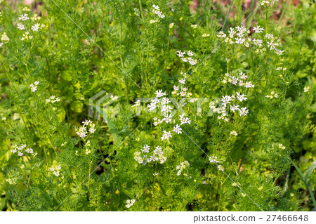 dill plant and flower as agricultural background 27466648