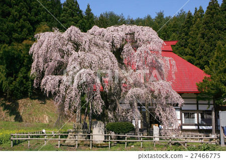 艾肯寺的櫻花(田村市) 艾肯寺的櫻花(田村市) 27466775