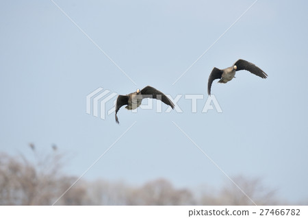 Flying Magan Flying Magan 27466782