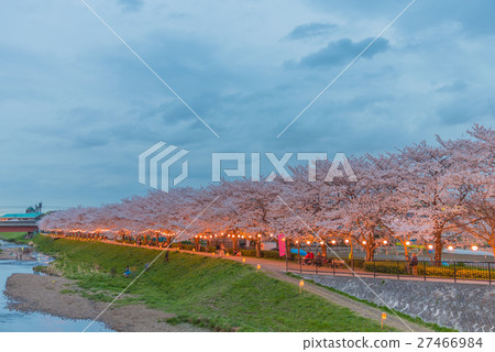 Cherry Blossoms at night 27466984