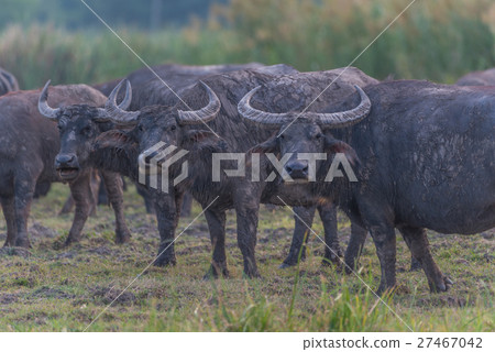 Water Buffalo in Thailand 27467042