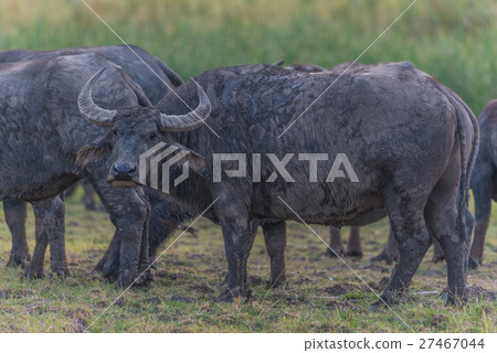 Water Buffalo in Thailand 27467044