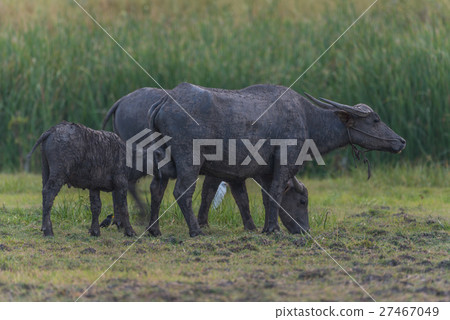 Water Buffalo in Thailand 27467049