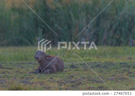 Water Buffalo in Thailand 27467051