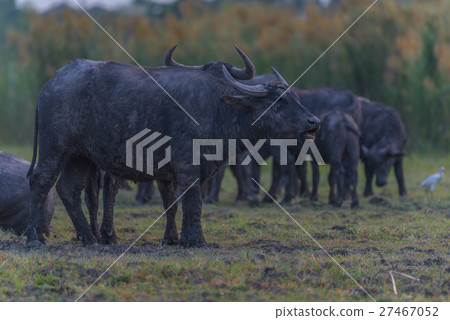 Water Buffalo in Thailand 27467052