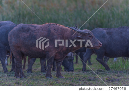 Water Buffalo in Thailand 27467056