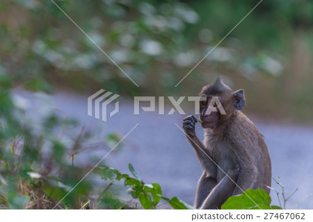 Monkey in nature 27467062