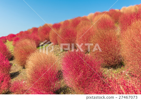 Bassia scoparia in Hitachi Park Bassia scoparia in Hitachi Park 27467073