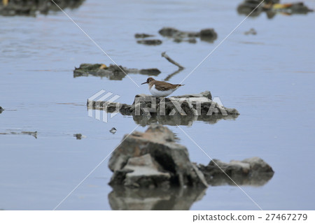 Shiki noodoshi 27467279