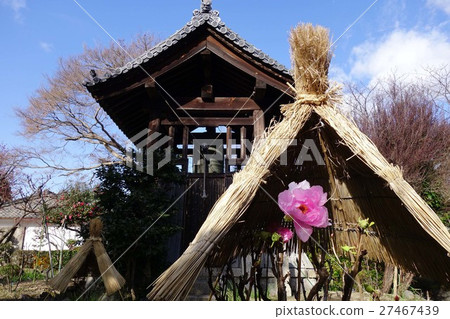 A cold peony A cold peony 27467439