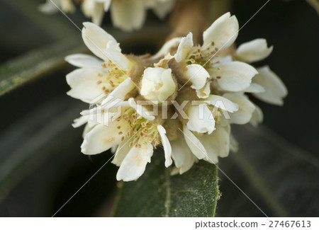 枇杷樹花 27467613
