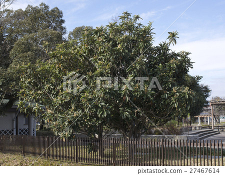 花附枇杷樹 27467614