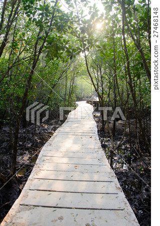Path in Mangrove forest in Thailand 27468148