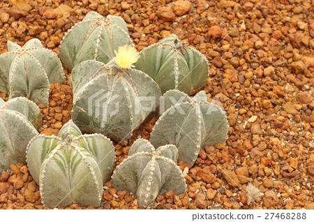 Cactus nature green background 27468288