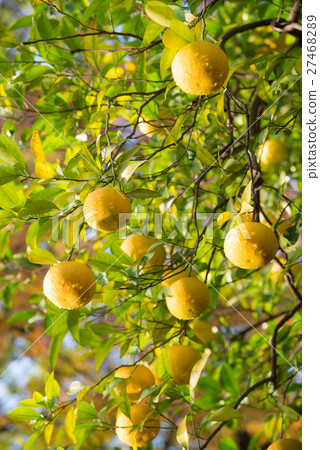 Summer oranges, harvest, yellow, dripping, autumn fruits 27468289