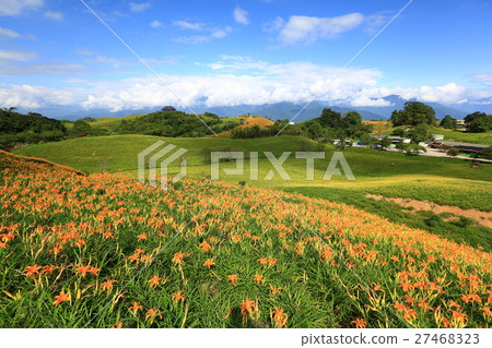 花蓮 金針花 27468323