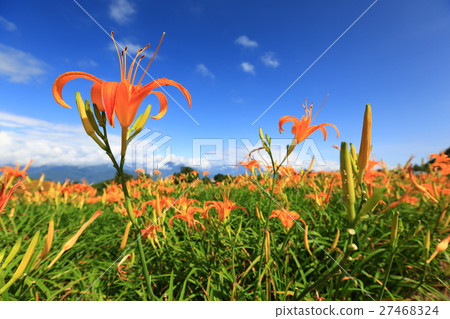 金針花特寫 金針花特寫 27468324