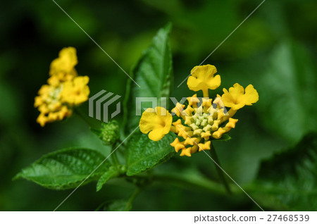 馬纓丹 Common Lantana 馬纓丹 Common Lantana 27468539