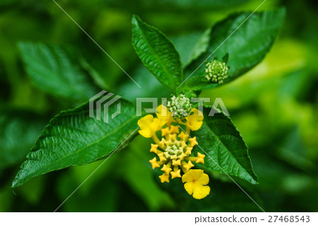 馬纓丹 Common Lantana 馬纓丹 Common Lantana 27468543