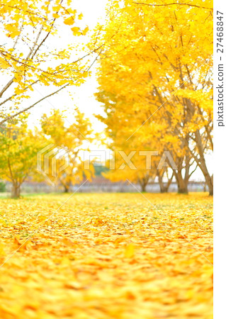 福岡縣衙門推薦旅遊景點廣川町太原銀杏 27468847