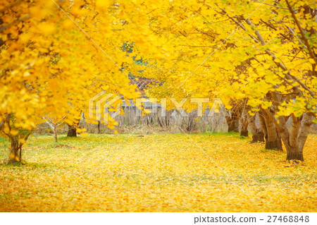 福岡縣衙門推薦旅遊景點廣川町太原銀杏 福岡縣衙門推薦旅遊景點廣川町太原銀杏 27468848