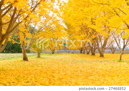 Fukuoka prefecture Yame-gun recommended tourist spot Hirokawa cho Taiyuan ginkgo 27468852