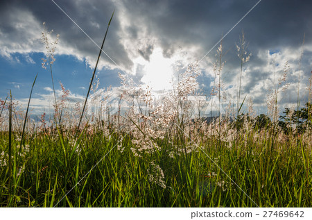 Grass with the sun behind. Grass with the sun behind. 27469642