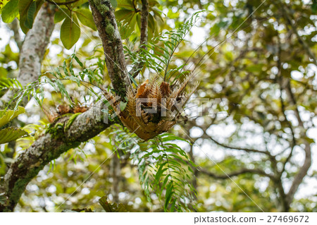 parasite plant living on trees parasite plant living on trees 27469672