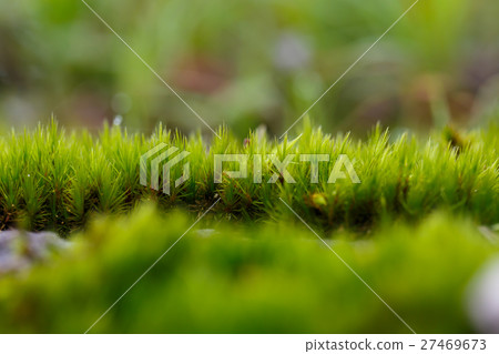 green mos on the tree green mos on the tree 27469673