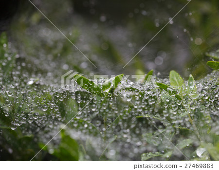 Boxwood in rain Boxwood in rain 27469883