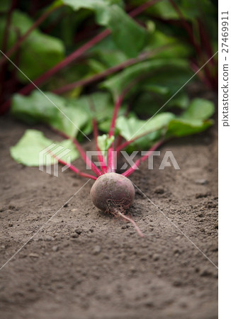 Just picked red beet 27469911