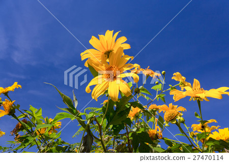 Mexican Sunflower Thailand 27470114