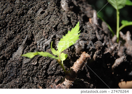Shoots · Nature of the University of Tokyo Shoots · Nature of the University of Tokyo 27470264