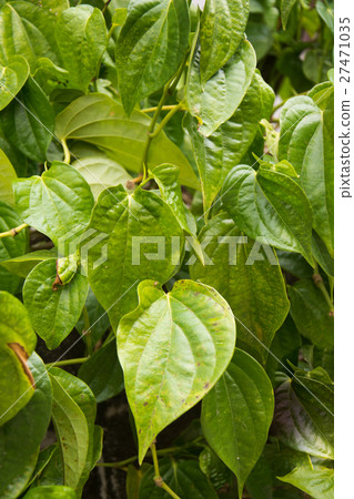 Green betel Green betel 27471035