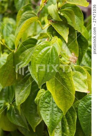 Green betel Green betel 27471036