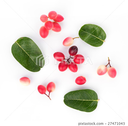 Carunda or Karonda on white background Carunda or Karonda on white background 27471043