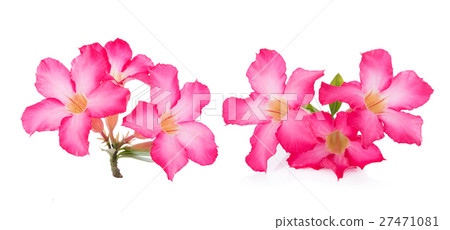 Pink Desert Rose Flower on white background 27471081