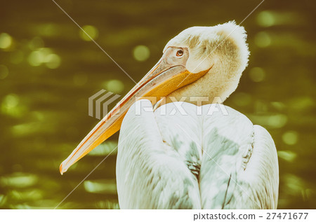 Wild Pelican Portrait Wild Pelican Portrait 27471677