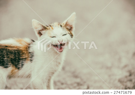 Cute Cat Meowing With A Funny Laughing Face 27471679