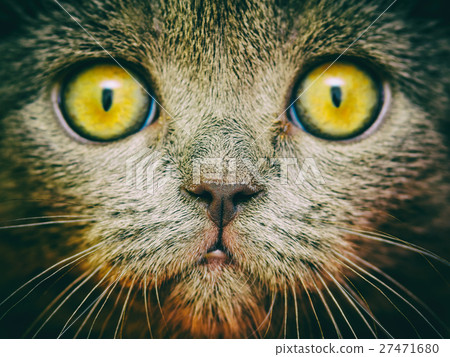 British Short Hair Cat Portrait British Short Hair Cat Portrait 27471680