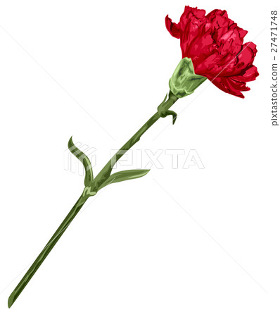 Red carnation flower - Stock Illustration [27471748] - PIXTA