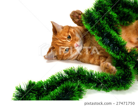 Red-headed kitten lying on its side in Christmas ornaments Red-headed kitten lying on its side in Christmas ornaments 27471750