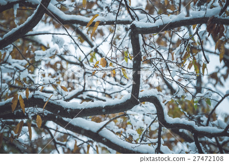 Snow lying on branches 27472108