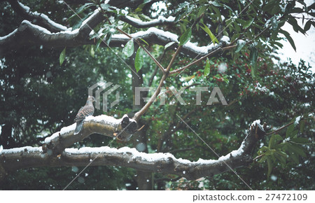 Dove and snow 27472109