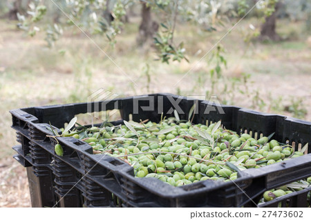 Ripe green olives collected in box 27473602