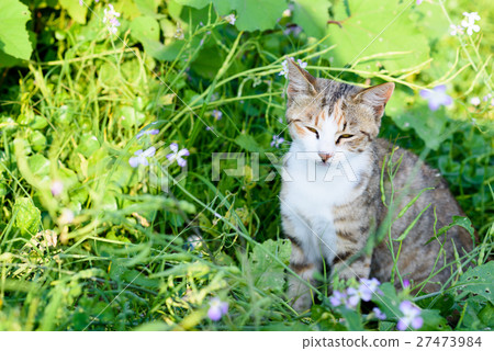 Cute cats in Aoshima Whitehead cat grasshopper 27473984