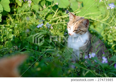 Cute cats in Aoshima Whitehead cat grasshopper 27473985